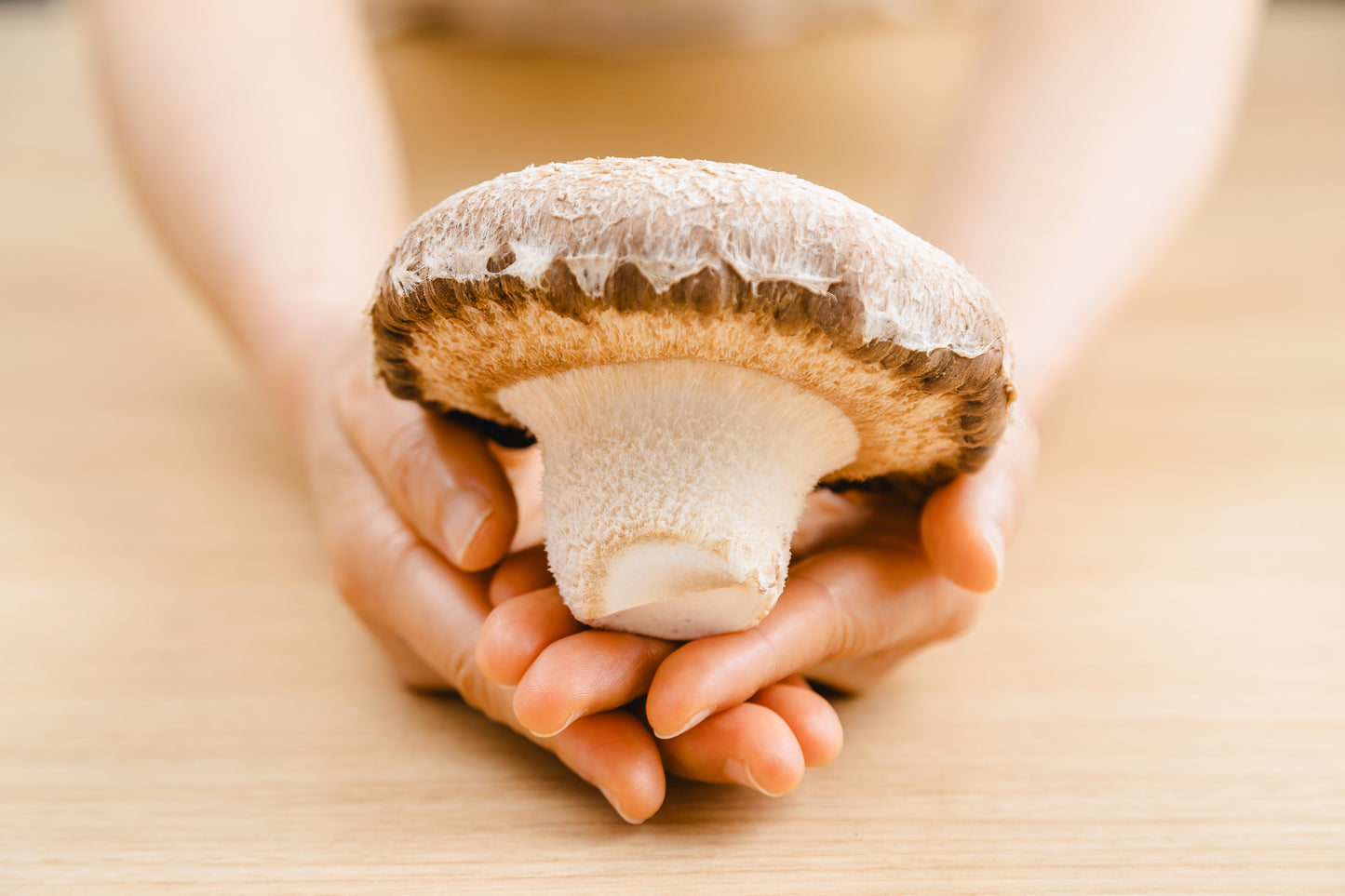 【有機JAS菌床使用】幻の肉厚椎茸「天恵菇(てんけいこ)」1㎏