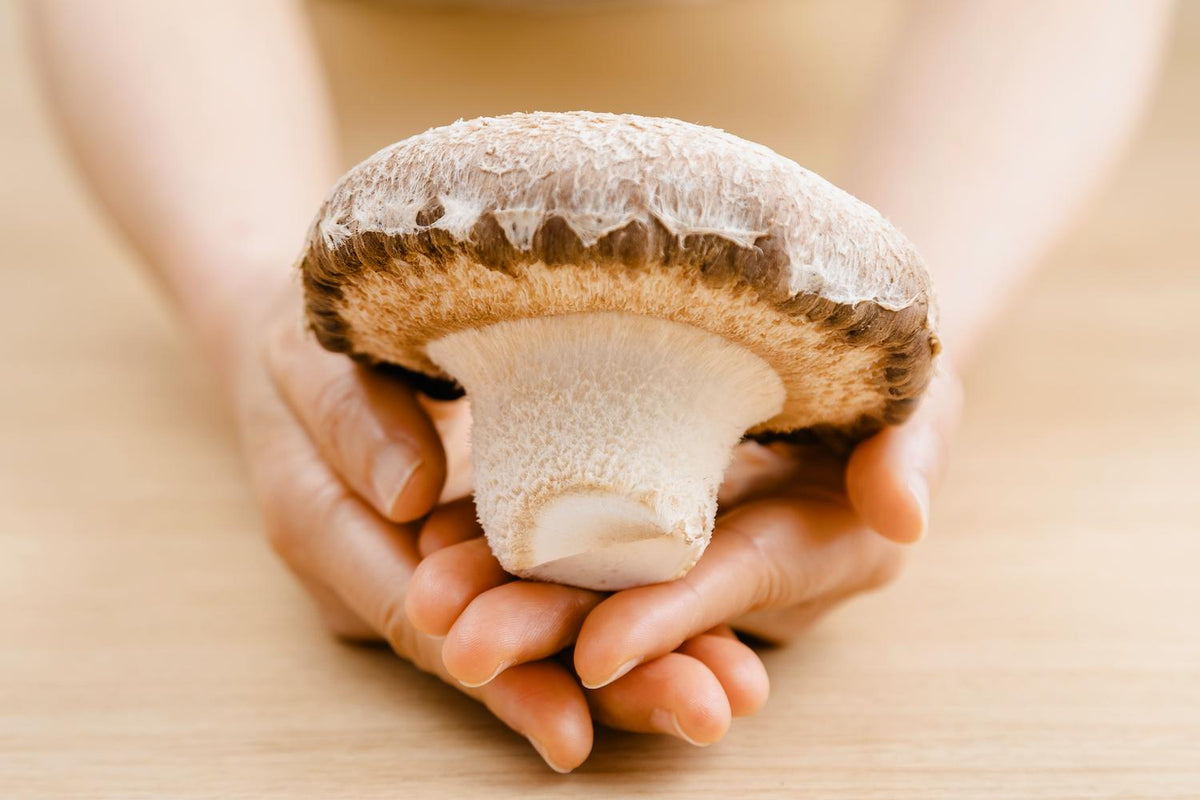 茸師の手のひらに乗る天恵菇