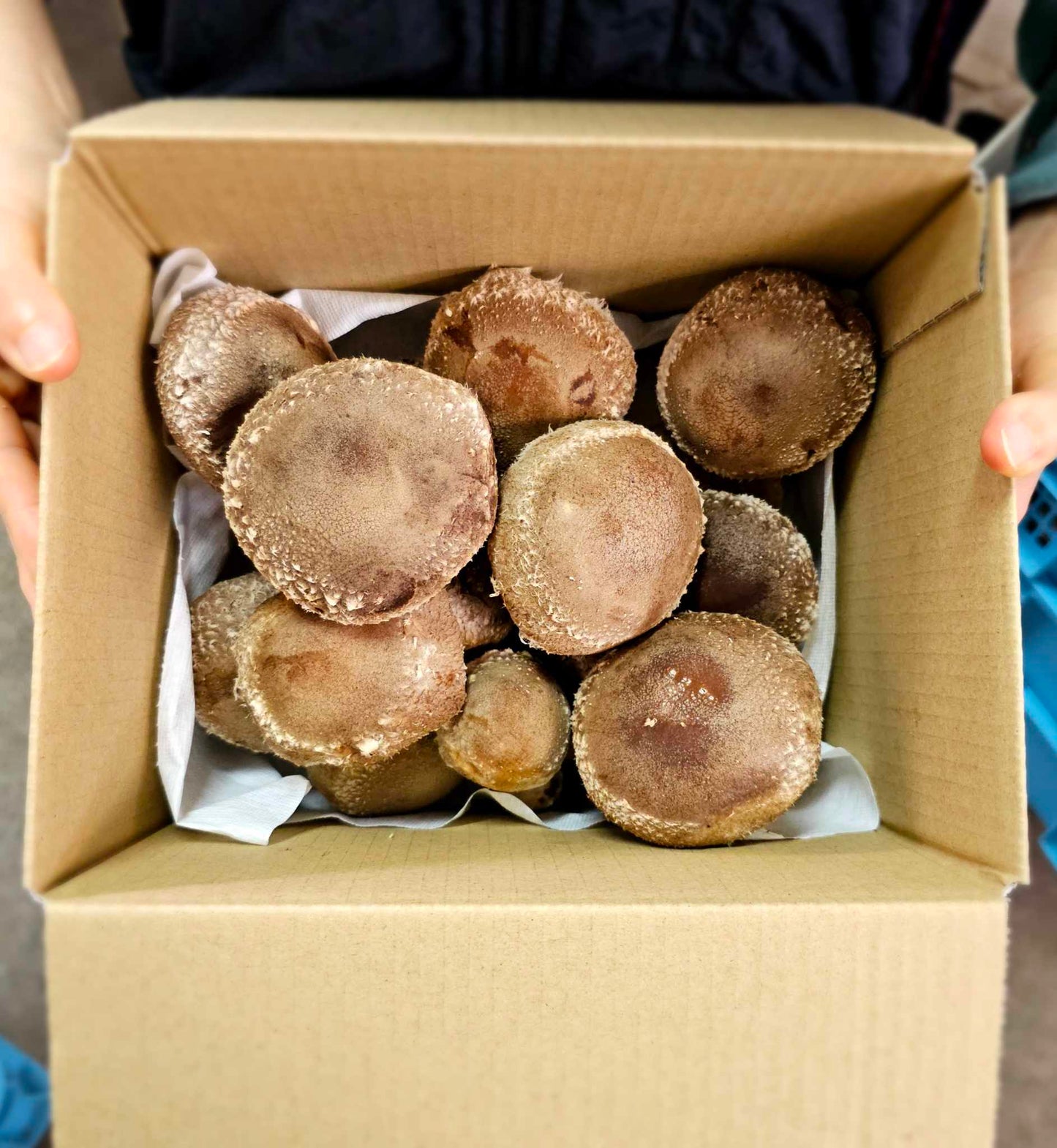 Tenkeiko Mushrooms - Non-standard Shiitake Mushrooms 1kg [Mixed sizes - Try it out!]