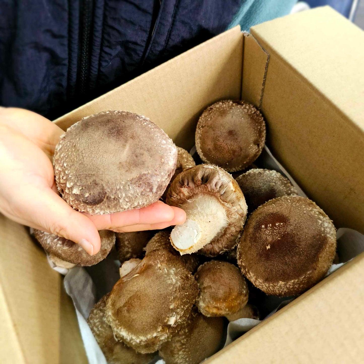 Tenkeiko Mushrooms - Non-standard Shiitake Mushrooms 1kg [Mixed sizes - Try it out!]